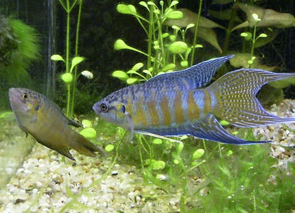 Blue Head Apricot Paradise Fish - Nano Tanks Australia Aquarium Shop