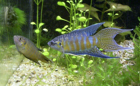 Blue Head Apricot Paradise Fish - Nano Tanks Australia Aquarium Shop