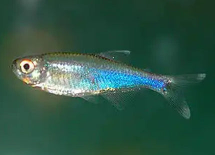 Blue King Tetra (Cochus) 4cm - Nano Tanks Australia Aquarium Shop