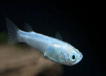 Blue Medaka - Nano Tanks Australia Aquarium Shop