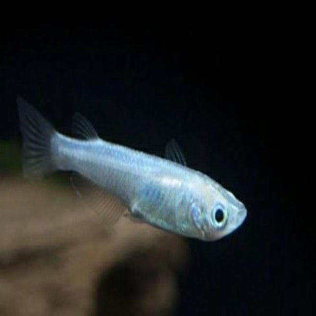 Blue Medaka - Nano Tanks Australia Aquarium Shop