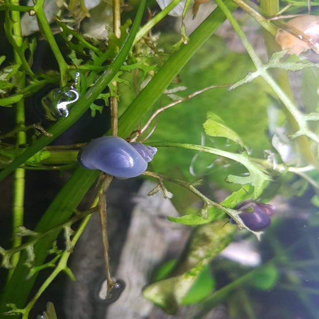 Blue Mystery Snail - Nano Tanks Australia Aquarium Shop