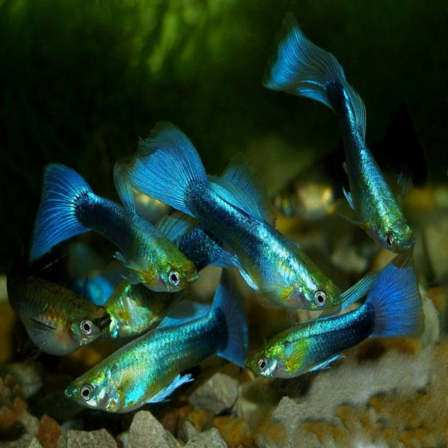 Blue Neon Guppy - Nano Tanks Australia Aquarium Shop