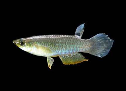 Blue Panchax Aplocheilus Panchax - Nano Tanks Australia Aquarium Shop