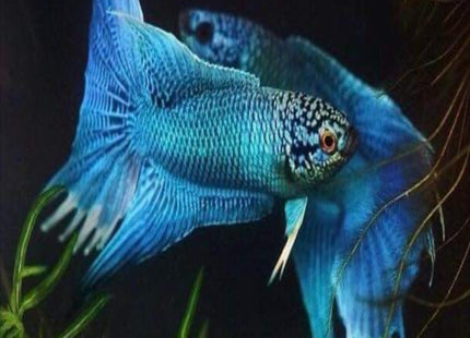 Blue Paradise Fish 7cm Males - Nano Tanks Australia Aquarium Shop