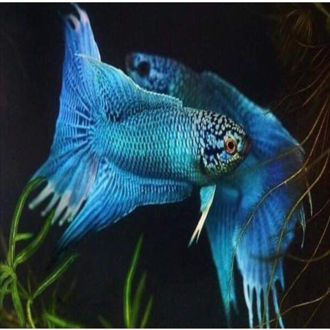 Blue Paradise Fish 7cm Males - Nano Tanks Australia Aquarium Shop