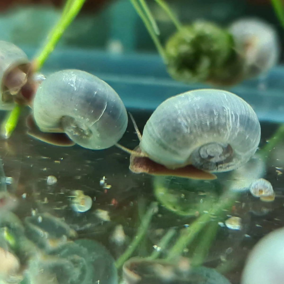 Blue Ramshorn Snail - Nano Tanks Australia Aquarium Shop