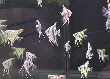 Blue Sapphire Angelfish 3-3.5cm - Nano Tanks Australia Aquarium Shop