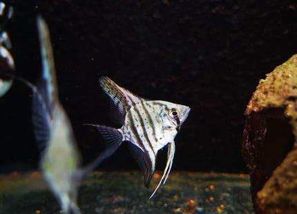 Blue Sapphire Angelfish 3-3.5cm - Nano Tanks Australia Aquarium Shop