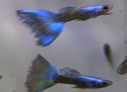 Blue Sapphire Guppy Male - Nano Tanks Australia Aquarium Shop