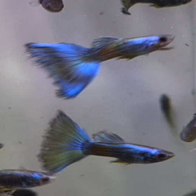 Blue Sapphire Guppy Male - Nano Tanks Australia Aquarium Shop