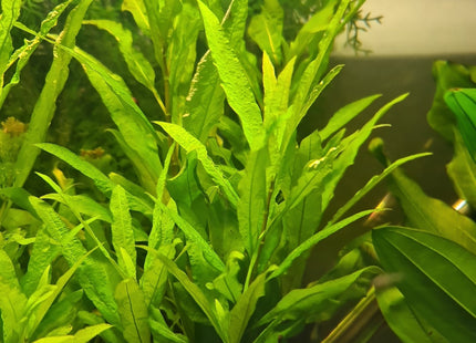 Blue Stricta (HYGROPHILA CORYMBOSA) - Nano Tanks Australia Aquarium Shop