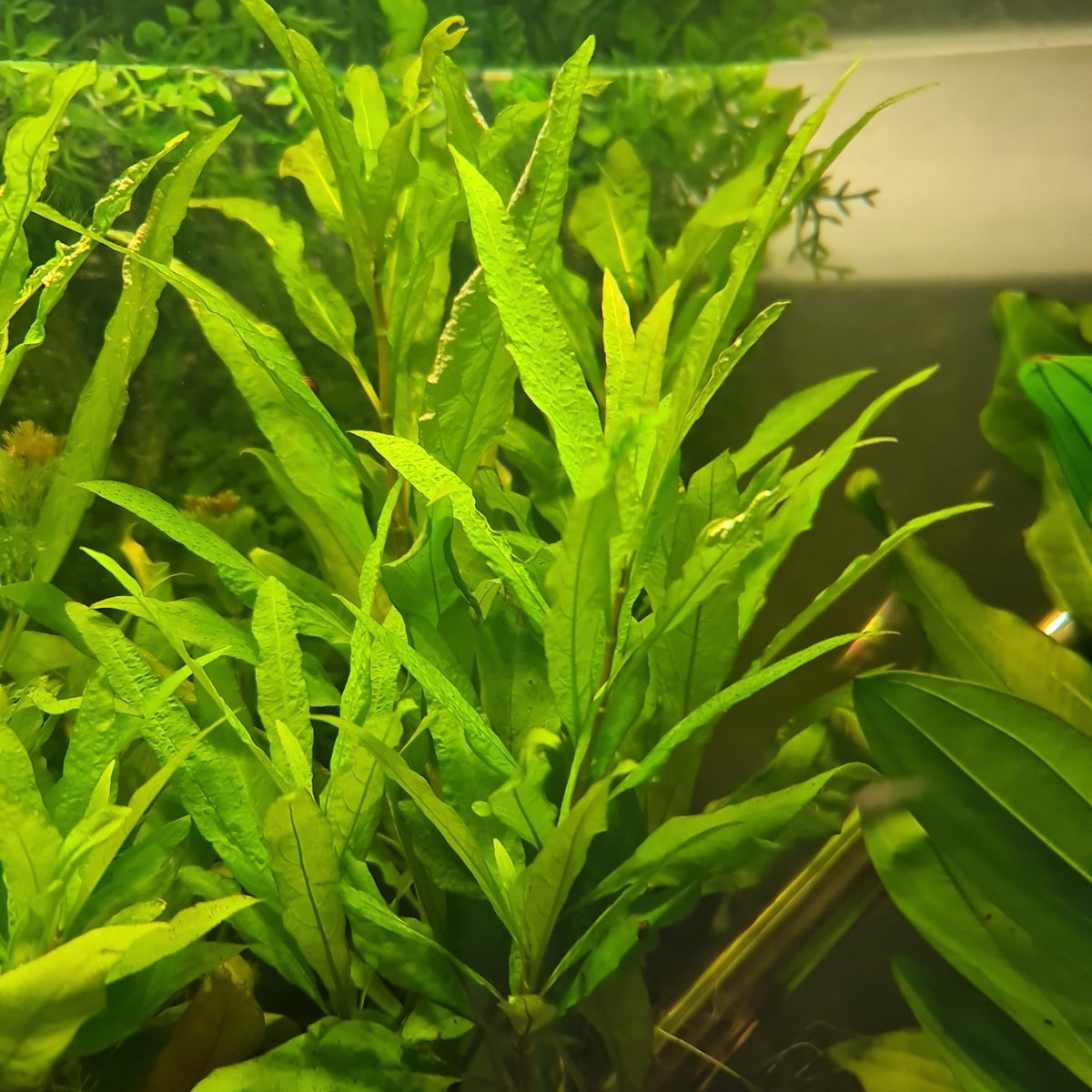 Blue Stricta (HYGROPHILA CORYMBOSA) – Nano Tanks Australia Aquarium Shop