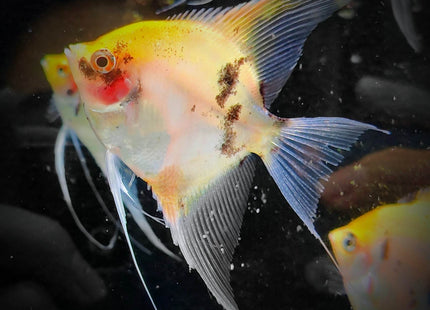 Blushing Koi Angels (3.5cm) - Nano Tanks Australia Aquarium Shop
