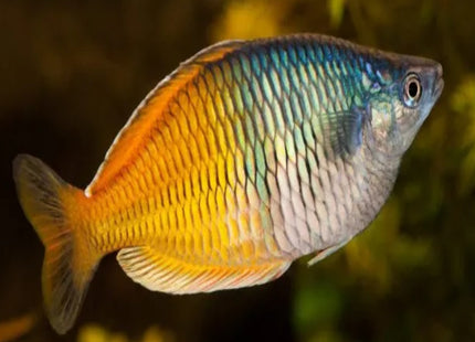 Boesemani Rainbowfish - Nano Tanks Australia Aquarium Shop