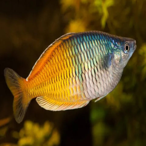 Boesemani Rainbowfish - Nano Tanks Australia Aquarium Shop