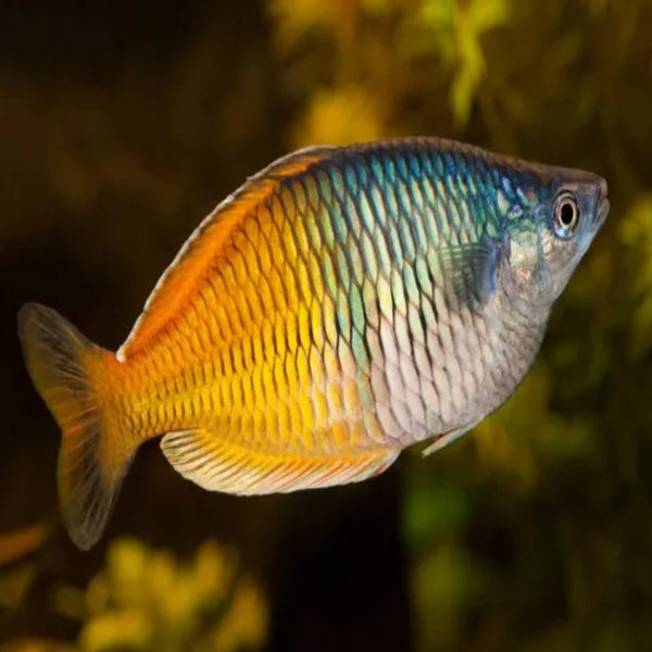 Boesemani Rainbowfish – Nano Tanks Australia Aquarium Shop