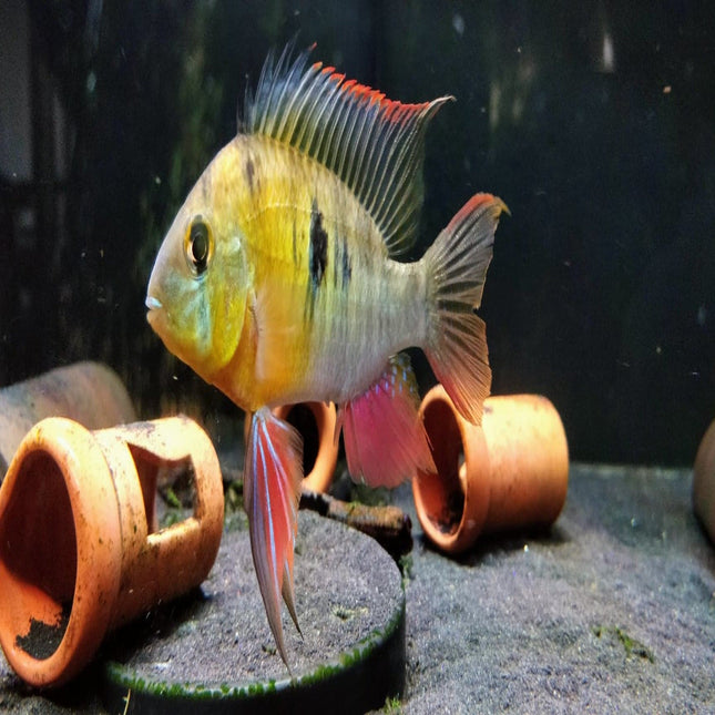 Bolivian Ram (Local Bred) 3cm - Nano Tanks Australia Aquarium Shop