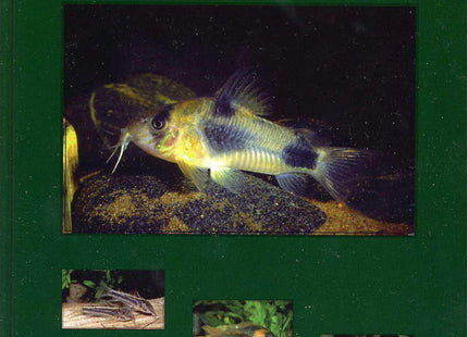 BOOK: Identifying Corydoradinae Catfish Supplement 1 - Nano Tanks Australia Aquarium Shop