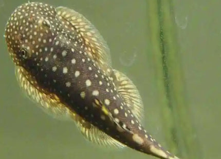 Borneo Suckers - Nano Tanks Australia Aquarium Shop