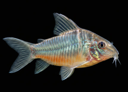 Brochis Multiradiatus - Nano Tanks Australia Aquarium Shop