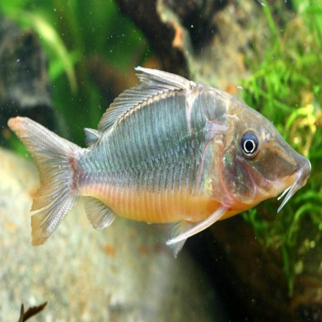 Brochis Multiradiatus - Nano Tanks Australia Aquarium Shop