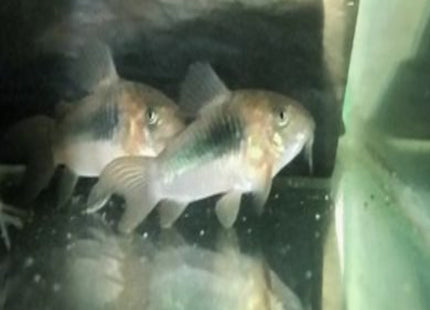 Bronze Corydoras (Corydoras Aenus) - Nano Tanks Australia Aquarium Shop