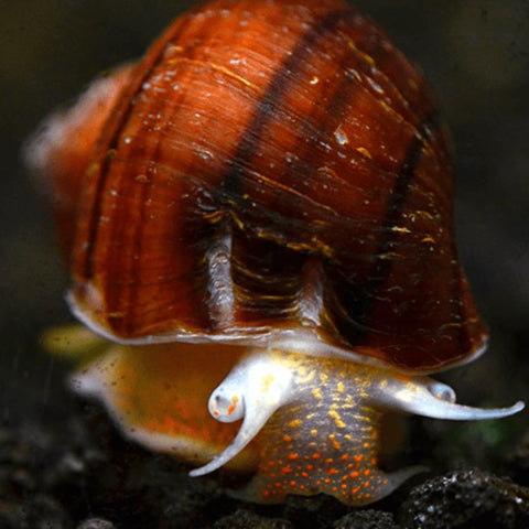Brown Mystery Snail Small - Nano Tanks Australia Aquarium Shop