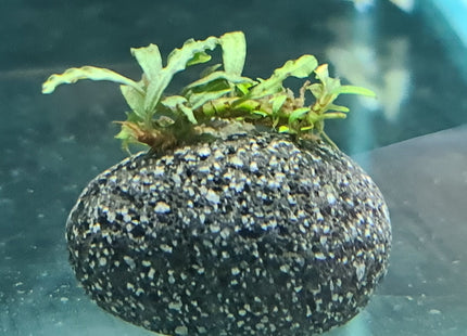 Buce on Lava Rock - Nano Tanks Australia Aquarium Shop