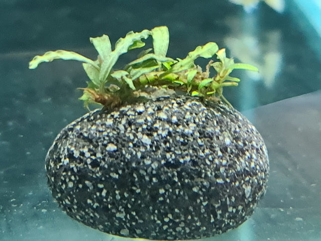 Buce on Lava Rock - Nano Tanks Australia Aquarium Shop