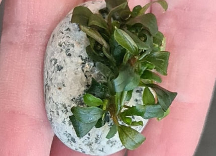 Bucephalandra sp. Batang Kawa - Nano Tanks Australia Aquarium Shop