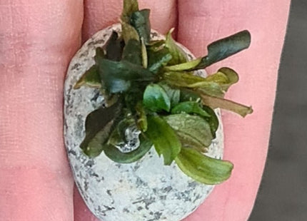 Bucephalandra sp. Batang Kawa - Nano Tanks Australia Aquarium Shop