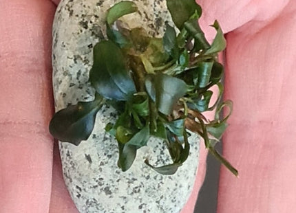 Bucephalandra sp. Batang Kawa - Nano Tanks Australia Aquarium Shop