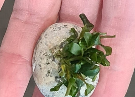 Bucephalandra sp. Batang Kawa - Nano Tanks Australia Aquarium Shop
