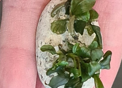 Bucephalandra sp. Batang Kawa - Nano Tanks Australia Aquarium Shop