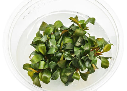 Bucephalandra sp. Batang Kawa - Nano Tanks Australia Aquarium Shop