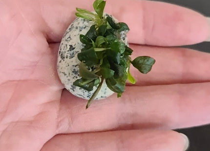 Bucephalandra sp. Batang Kawa - Nano Tanks Australia Aquarium Shop
