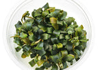 Tissue Culture