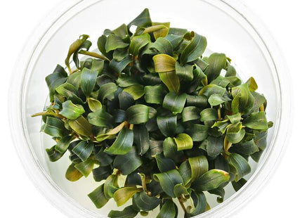 Bucephalandra sp. "Brownie Purple" - Nano Tanks Australia Aquarium Shop
