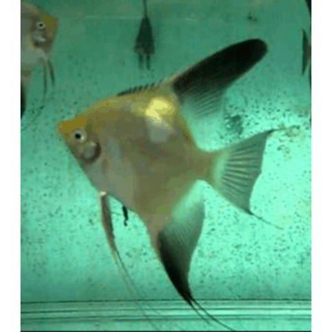 Bulgarian Green Angelfish 3cm - Nano Tanks Australia Aquarium Shop