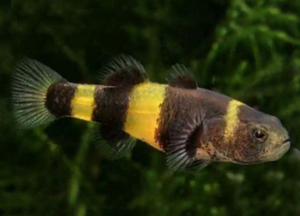 Bumblebee Goby 1.5cm - Nano Tanks Australia Aquarium Shop