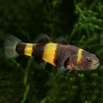 Bumblebee Goby 1.5cm - Nano Tanks Australia Aquarium Shop