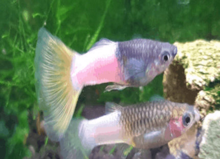 Bumblebee Guppy - Nano Tanks Australia Aquarium Shop