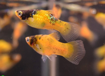 Bumblebee Platy - Nano Tanks Australia Aquarium Shop
