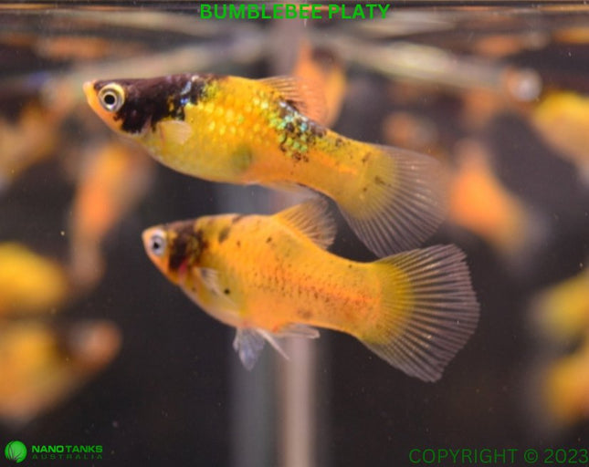 Bumblebee Platy - Nano Tanks Australia Aquarium Shop