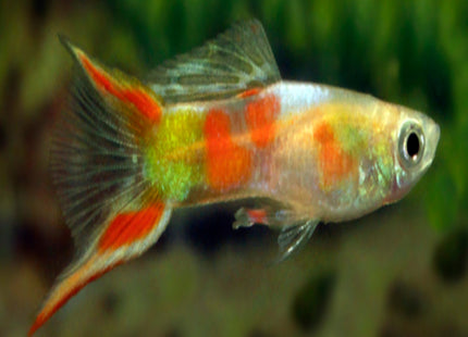 Calico Lyretail Guppy - Nano Tanks Australia Aquarium Shop