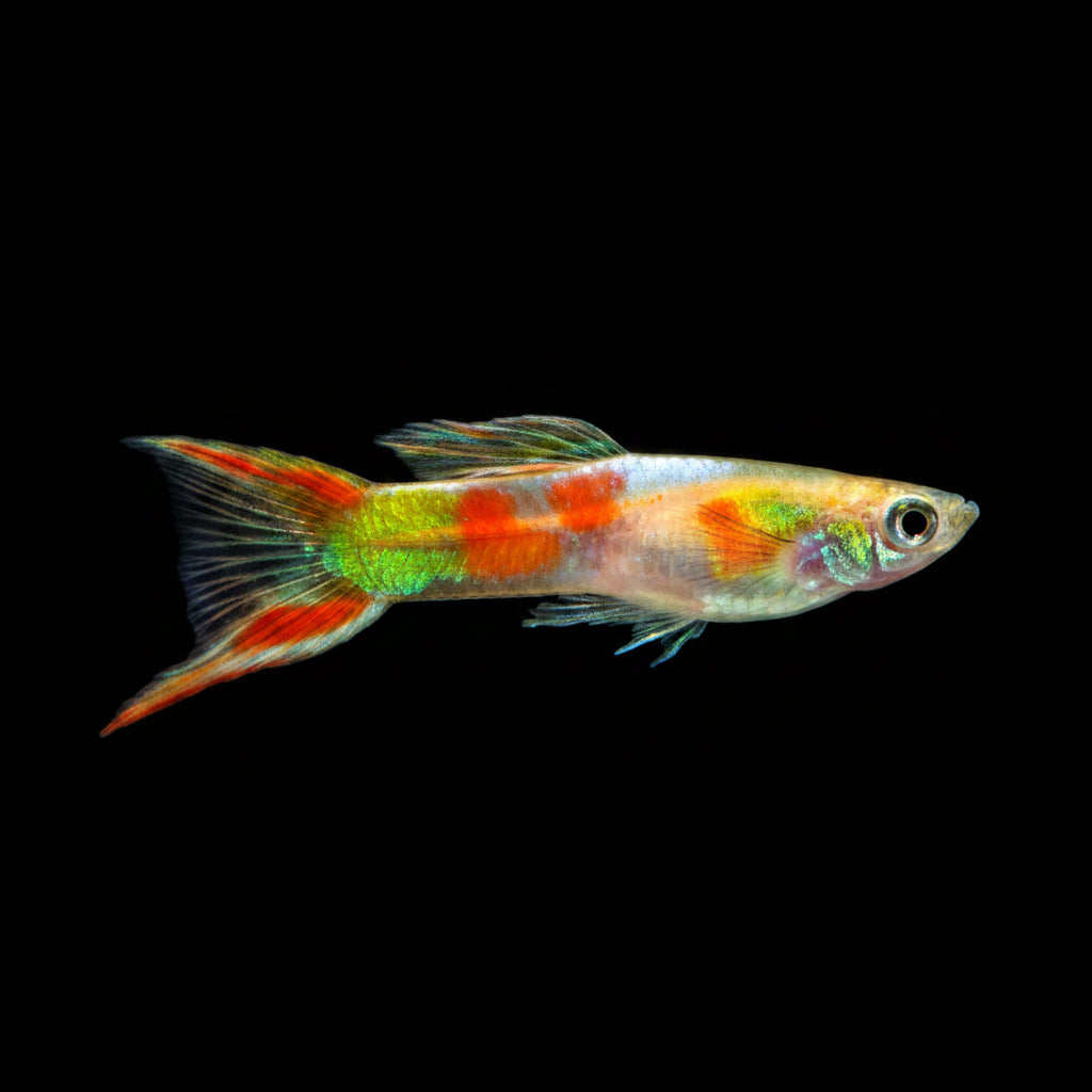 Lyretail Guppy Lyretail Guppy