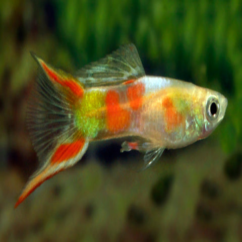 Calico Lyretail Guppy - Nano Tanks Australia Aquarium Shop