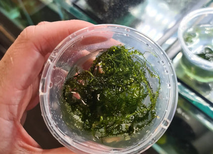 Camerroon Moss - Nano Tanks Australia Aquarium Shop