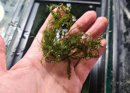 Camerroon Moss - Nano Tanks Australia Aquarium Shop